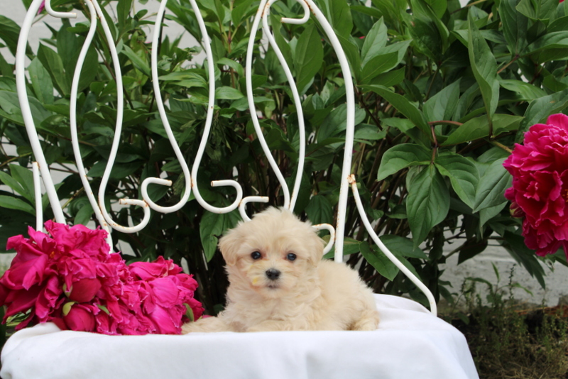 puppy, for, sale, Maltipoo, Matthew B. Stoltzfus, dog, breeder, Gap, PA, dog-breeder, puppy-for-sale, forsale, nearby, find, puppyfind, locator, puppylocator, aca